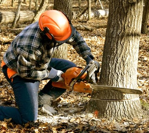 Tree Removal in Amber, OK